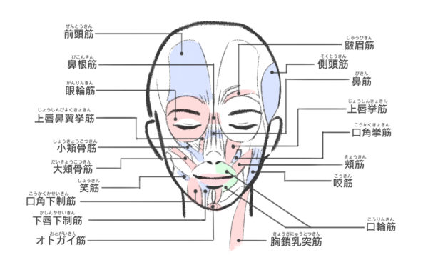 表情筋研究所「表情筋実態調査2023」