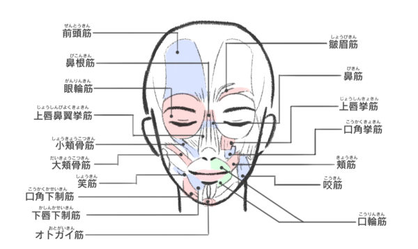 表情筋研究所「表情筋実態調査2022」